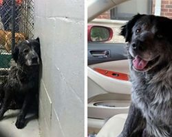 ‘Broken’ dog can’t stop smiling when he realizes he’s finally safe