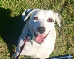 Dog is left at shelter for being too clingy, then finds a loving home