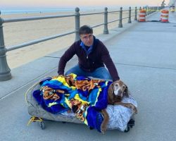 Family builds mobile bed for 16-year-old senior dog so she can visit the beach