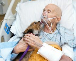 Dying veteran in hospice gets his final wish: to see his dog one last time