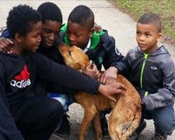 4 young boys rescue starving, abandoned dog tied to house with bungee cords