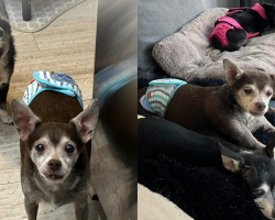 Woman Saves Senior Dog Family Just Hours Before Euthanasia Appointment
