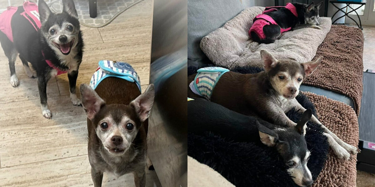 Woman Saves Senior Dog Family Just Hours Before Euthanasia Appointment