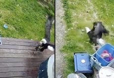 Bald Eagle Swoops Down And Snatches Yorkie Puppy Right From Her Porch