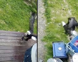 Bald Eagle Swoops Down And Snatches Yorkie Puppy Right From Her Porch