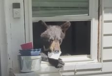 Mom Arrives Home, And The Cat Shows Her There’s A Bear In The House