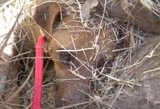 Buried Mama And Her Puppy Could Only Wait As A Bulldozer Ran Across The Field