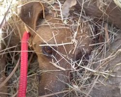 Buried Mama And Her Puppy Could Only Wait As A Bulldozer Ran Across The Field