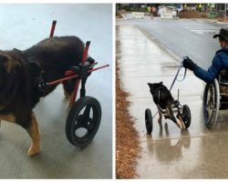 Paralyzed dog returned to shelter four times, finally finds a home with fellow wheelchair user