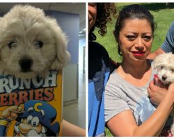 Adorable dog gets dropped at shelter inside a cereal box, goes viral and finds a new family