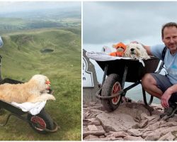 Man takes his terminally ill dog on one last hike by pushing him in wheelbarrow