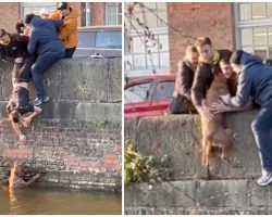 Students pull off daring upside-down rescue mission to save dog who fell in canal