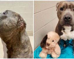 Shelter dog with one ear tears the same ear off his favorite toy: ‘a best friend just like him’
