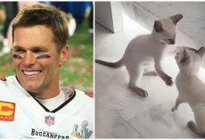 Tom Brady adopts two shelter kittens after volunteering at humane society