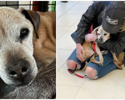 Dog missing for 7 years is finally found 1,700 miles from home, reunites with owner