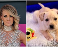 Carrie Underwood adopts shelter puppy while on tour: ‘just too good to be true’