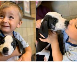 Boy with cleft lip adopts a rescue puppy with the same condition