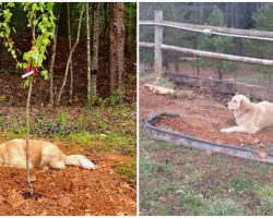 Three-legged dog always mourns for his friends by laying by their gravesites