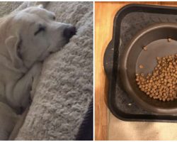 Mourning dog still leaves half the food in the bowl for her best friend, even after he passed away