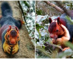 Meet the Malabar giant squirrel, the squirrel so colorful people can’t believe it’s real