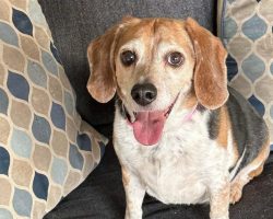 Beagle missing for 8 years found 1,400 miles away, finally reunites with family