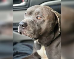 Dog who was found abandoned in boarded-up dog house gets adopted by rescuer