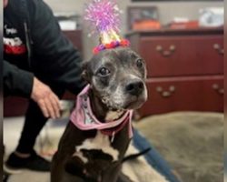 Animal shelter throws sweet 15th birthday party for unadoptable senior dog