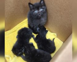 ‘Most responsible kitten in the world’: 6-week-old kitten found caring for three newborns
