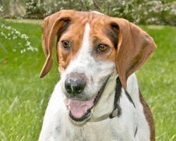 Senior dog who spent 7 years in shelter finally finds a home