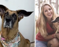 Two Perfect Breeds Combined To Give Dixie Her Giant Flying Ears