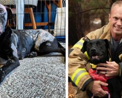 Severely burned dog gets second leash on life with firefighter