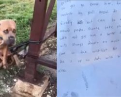 Animal shelter staff discover pit bull tangled in leash with a heartbreaking note