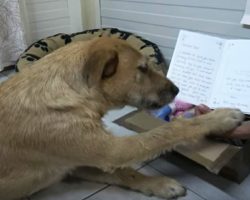 Sad stray dog receives a surprise package, watch her beautiful reaction when staff open it