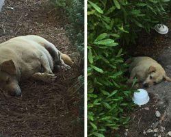 Abandoned dog found living in the dirt after his cruel owners moved away and left him to die