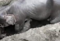 Elephant Calf Gets Stuck In A Ditch, Then Mama Falls In Too