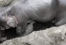 Elephant Calf Gets Stuck In A Ditch, Then Mama Falls In Too