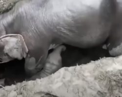 Elephant Calf Gets Stuck In A Ditch, Then Mama Falls In Too