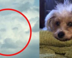 Grieving woman sees her dog’s face in the clouds hours after he passed away
