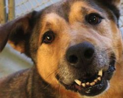 Dog arrives at shelter as puppy and 2,381 days later he finds his forever home