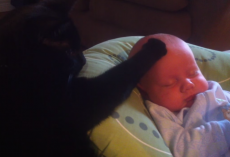 Fussy And Crying Baby Is Soothed Right To Sleep By His Cat Brother