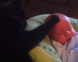 Fussy And Crying Baby Is Soothed Right To Sleep By His Cat Brother