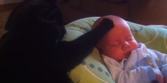 Fussy And Crying Baby Is Soothed Right To Sleep By His Cat Brother