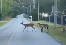 Goat Tries Casually Blending In With Deer Family