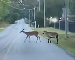 Goat Tries Casually Blending In With Deer Family