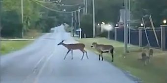 Goat Tries Casually Blending In With Deer Family