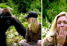 He raised a gorilla, 6 years later, it meets his wife – despite the warnings she walks too close