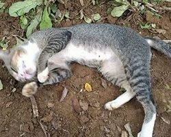 Grieving cat visits her owner’s graveside every day for a year and refuses to leave