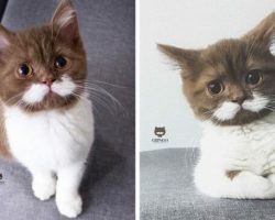 Meet Gringo, the cat who has mustached his way into people’s hearts