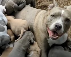 No One Even Knew The Pittie Was Pregnant, Fosters Stop Counting At 15
