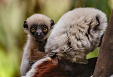 Zoo celebrates birth of critically endangered ‘dancing lemur’, first ever born in Europe